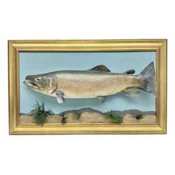 Taxidermy: Brown trout (Salmo trutta), s