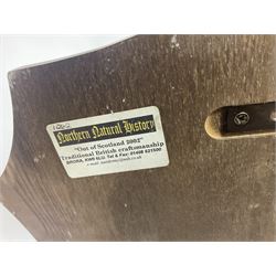 Taxidermy: Red Deer (Cervus elaphus), adult male imperial stag shoulder mount looking straight ahead, eleven point antlers, mounted upon a shaped wooden shield, D65cm