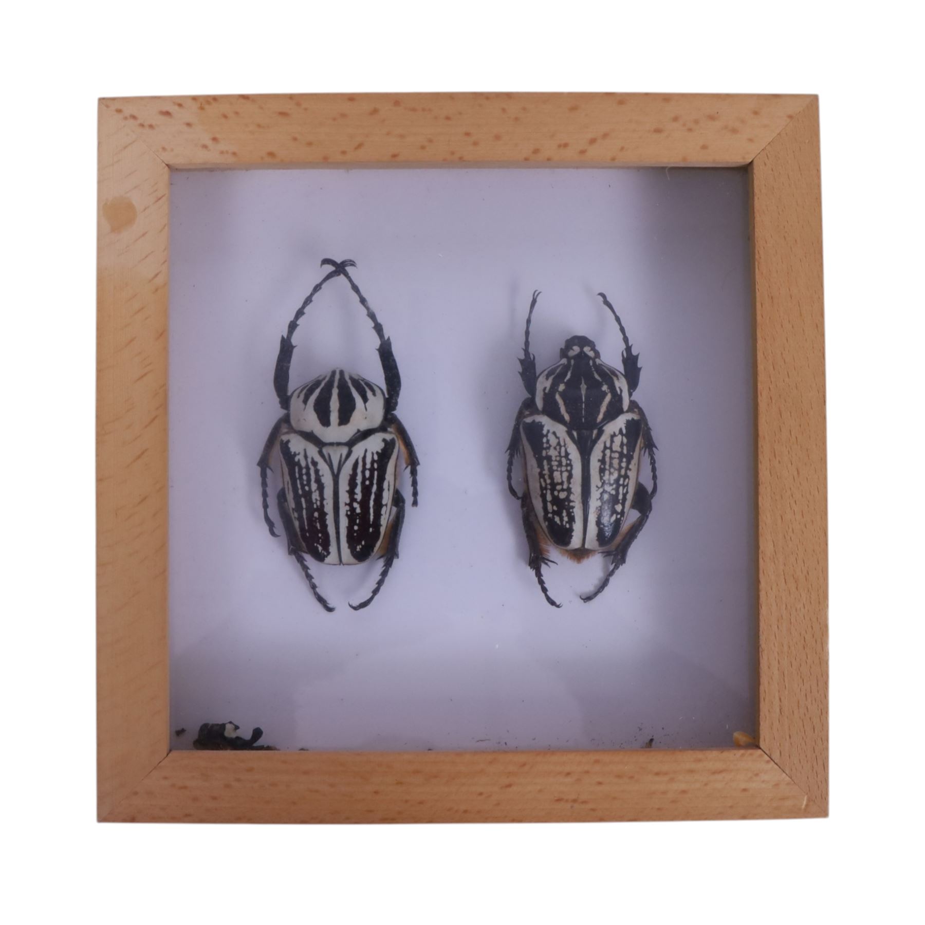 Entomology; four framed cases including Flying Lizards (Yellow Dracos), Beetles (Goliathur Albosighatus), Hawk Moth (Sphingidae) and Praying Mantis (Cobra), together with a scorpion on open display