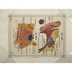 Three early 1980s Dutch medical posters, double sided decorated with colourful label anatomical diagrams, marked Hebri, Holland, W70cm H92cm