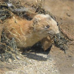 Taxidermy: cased diorama of Red Fox (Vulpes vulpes), full mount adult fox in stalking pose, crouched upon a large painted faux rock ledge above a hidden cowering rabbit and stout below, enclosed within ebonised single glass display case, H62cm, L125cm, D37cm