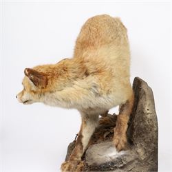 Taxidermy: Fox (Vulpes vulpes), full male adult mount on open display, in crouching position upon a naturalistic rocky base, Carl W Church Taxidermy, Pickering, H56cm