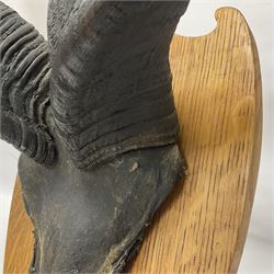 Antlers/Horns: Greater Kudu (Tragelaphus Strepsiceros), Pair of Kudu curved horns on partial skull, mounted on an oak shield, H120cm