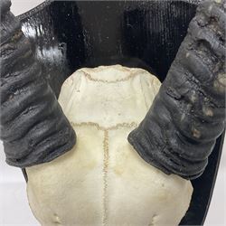 Antlers/Horns: Gemsbok Oryx (Oryx gazella gazella), pair of oryx curved horns on partial skull, mounted on an ebonised shield, H130cm