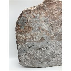 Crinoid sea bed plaque, with two crinoid specimens, probably Scyphocrinites elegans from the Silurian period, H39cm, L61cm