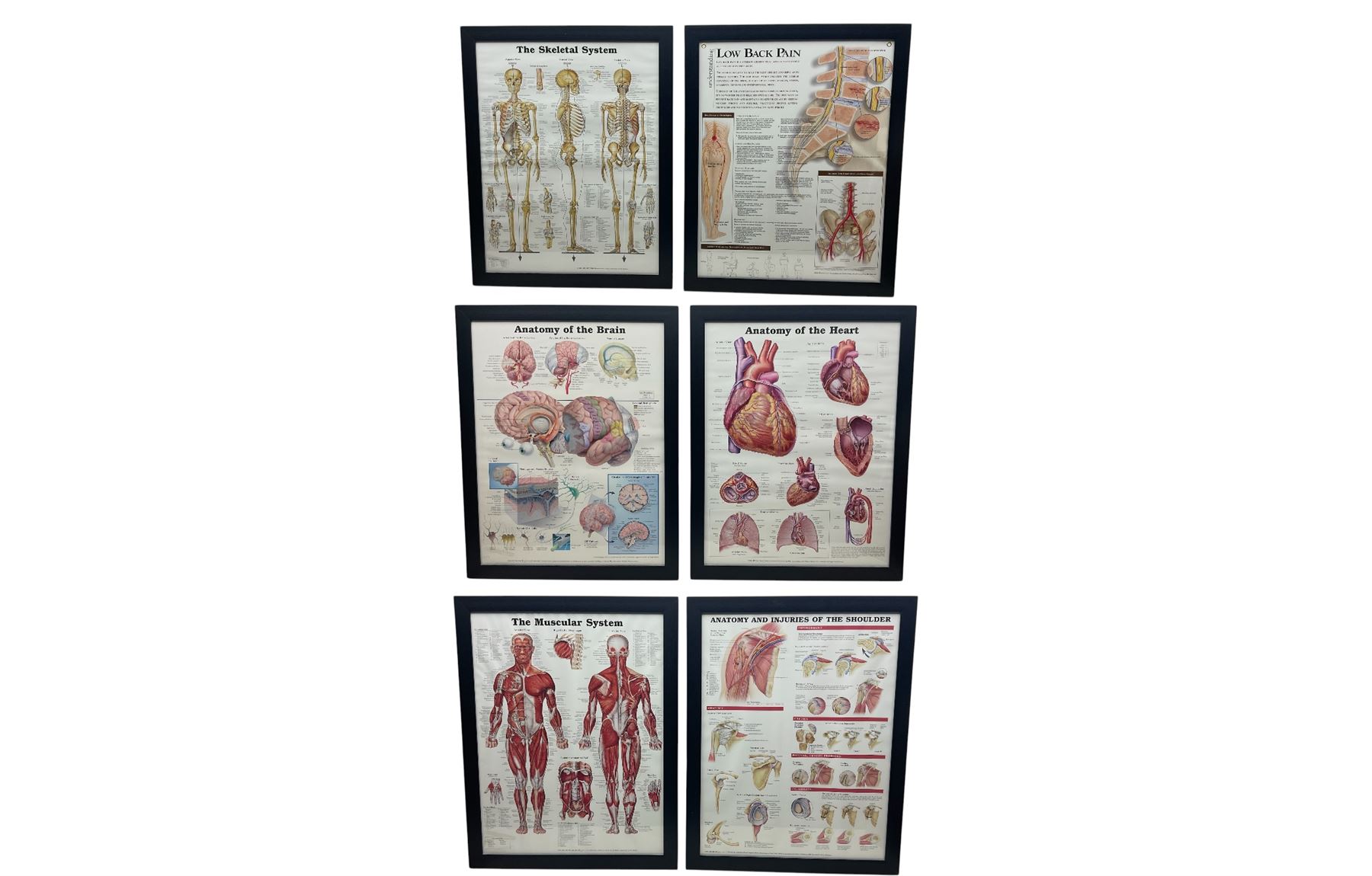 After Peter Bachin - set of six large medical or anatomy prints in matching frames (6)