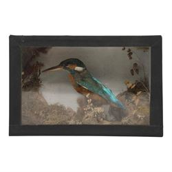 Taxidermy; Kingfisher (Alcedo Athis), full adult mount, in a naturalistic setting, in an e...