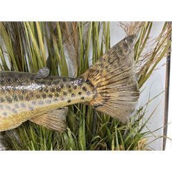 Taxidermy: Brown trout (Salmo trutta), preserved by John Cooper & Sons, 28 Radnor Street, St Luke's, London, skin mount set above a pebbled river bed with reeds and grasses, set against blue painted back drop, inscription to the back drop 'Trout caught by Rev R.S. Ricketts at Kirkham Bridge July 1st 1890, artificial fly, weight 1.5lb', L50cm H26cm 