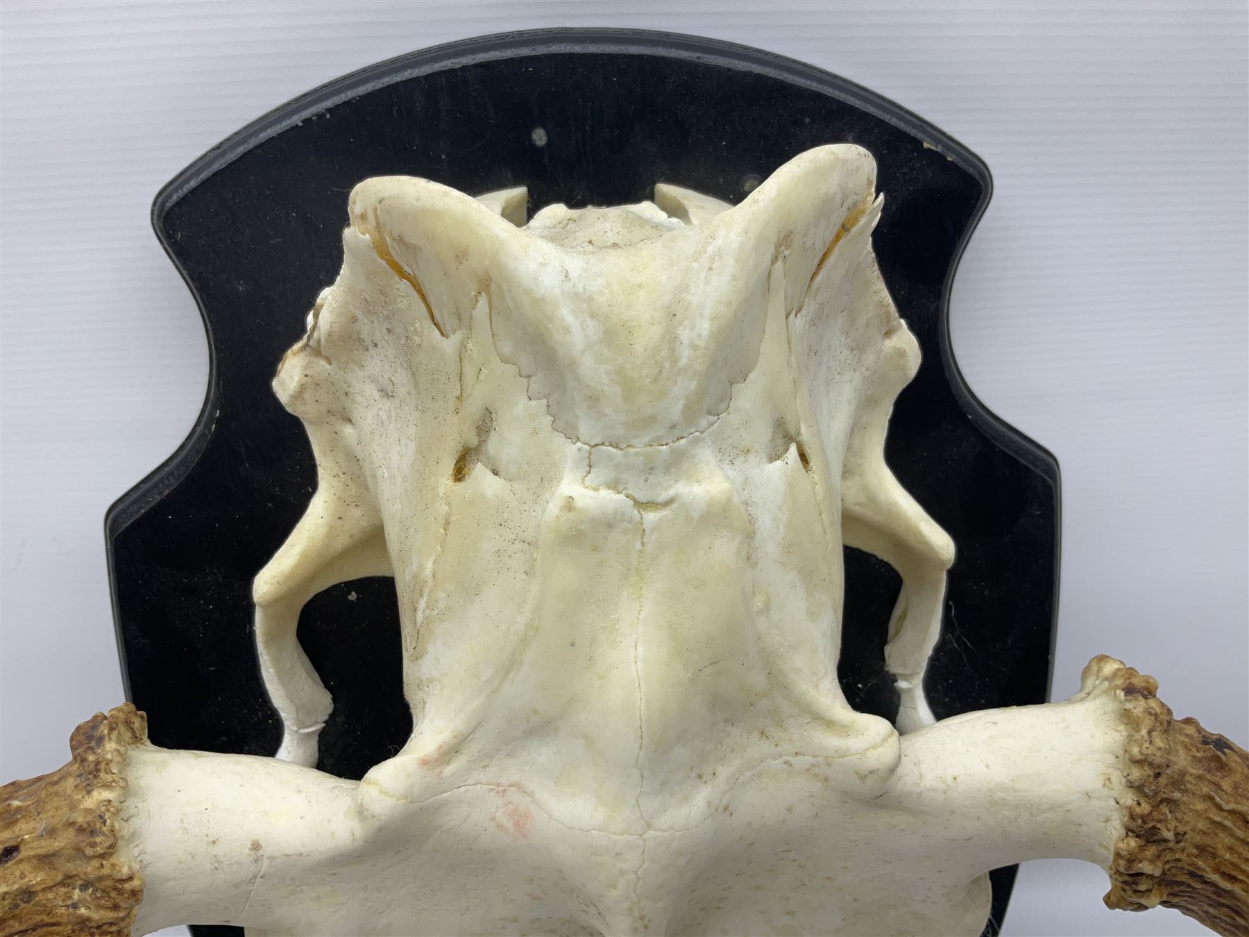Antlers/Horns: Pair of European Moose (Alces alces) horns with upper skull, mounter upon a wooden shield, H45cm