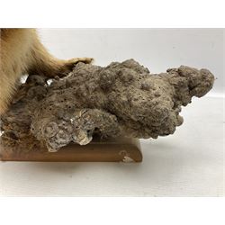 Taxidermy; Pine Marten (Martes martes) or similar, full adult mount mounted on a naturalistic branch, together with a weasel (Mustela) on a wooden plinth, pine marten H34cm