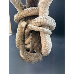 Taxidermy; Mongoose (Herpestidae) fighting three Indian cobras (Naja naja), the cobras entwined around an adult mongoose, H27cm
