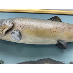 Taxidermy: Brown trout (Salmo trutta), skin mount on open display set against blue painted back drop with a gilt frame, H55cm, L89cm 