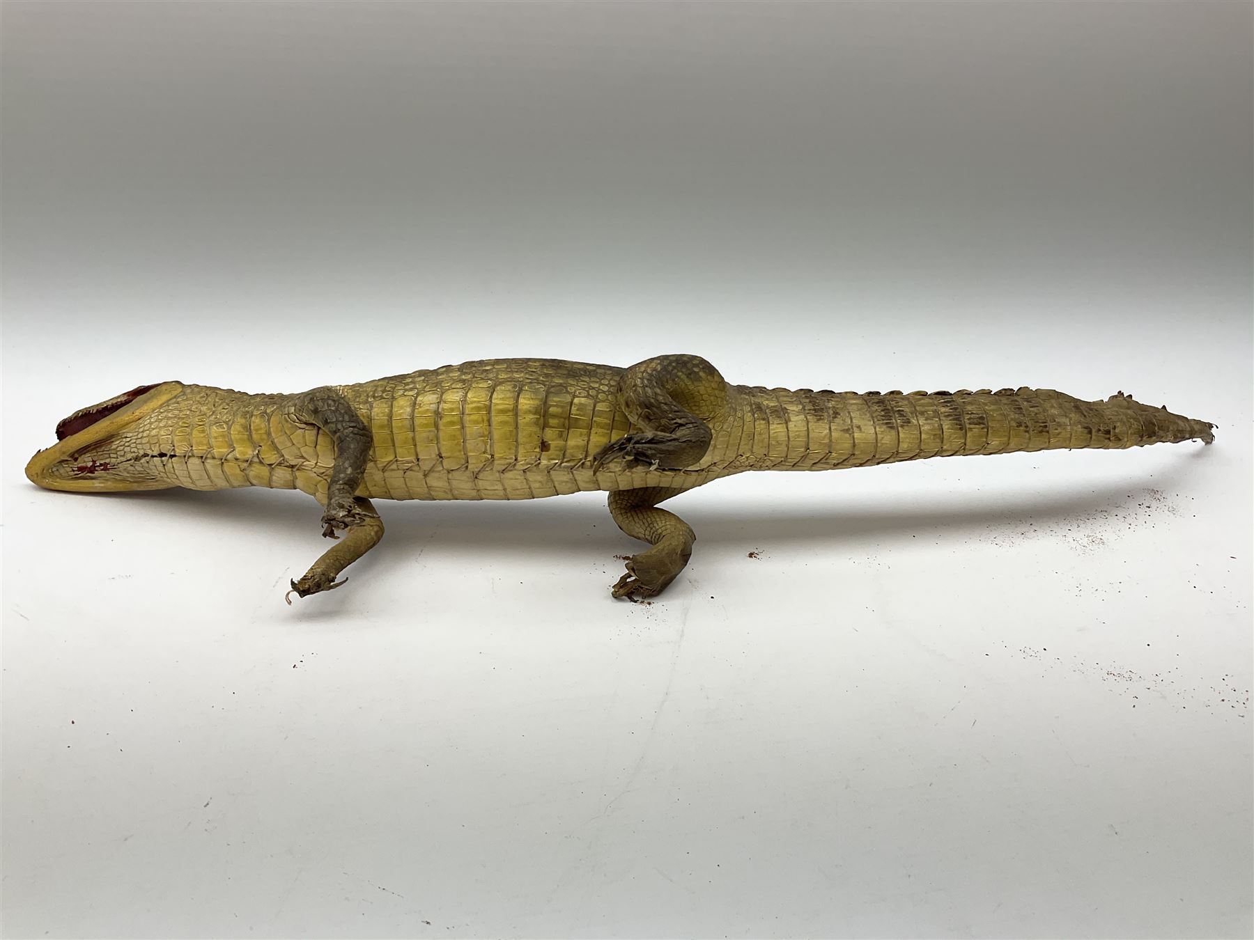 Taxidermy: Spectacled Caiman (Caiman crocodilus), H16cm, L64cm.