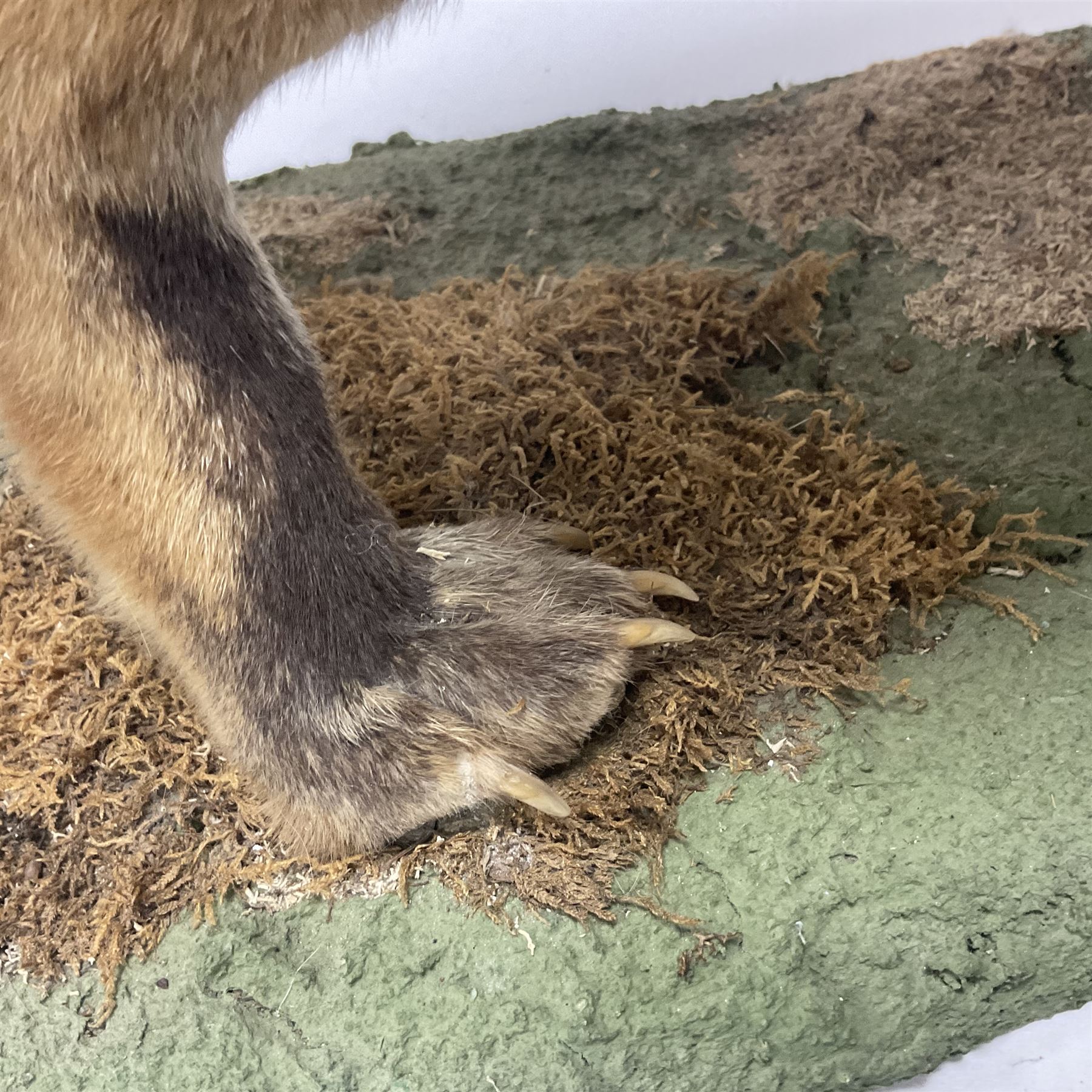 Taxidermy: European Red Fox (Vulpes vulpes), full mount adult on open display with standing alert with ears forward front paw raised, upon a naturalist base, H62cm, L78cm