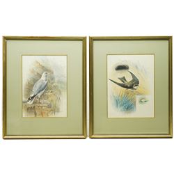 George James Rankin (British 1864-1937): House Martin and Herring Gull, two watercolours signed 33cm x 25cm (2)