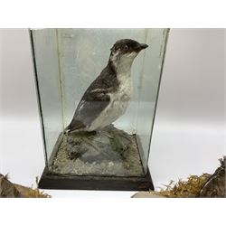 Taxidermy: Female green-winged teal duck (Anas carolinensis), on open display upon tree mount detailed with moss H15.5cm, together with gray partridge (Perdix perdix), on open display upon tree mount detailed with moss, H16cm and a cased young guillemot, standing on a naturalistic base, encased within a five pane display case, H27cm. 