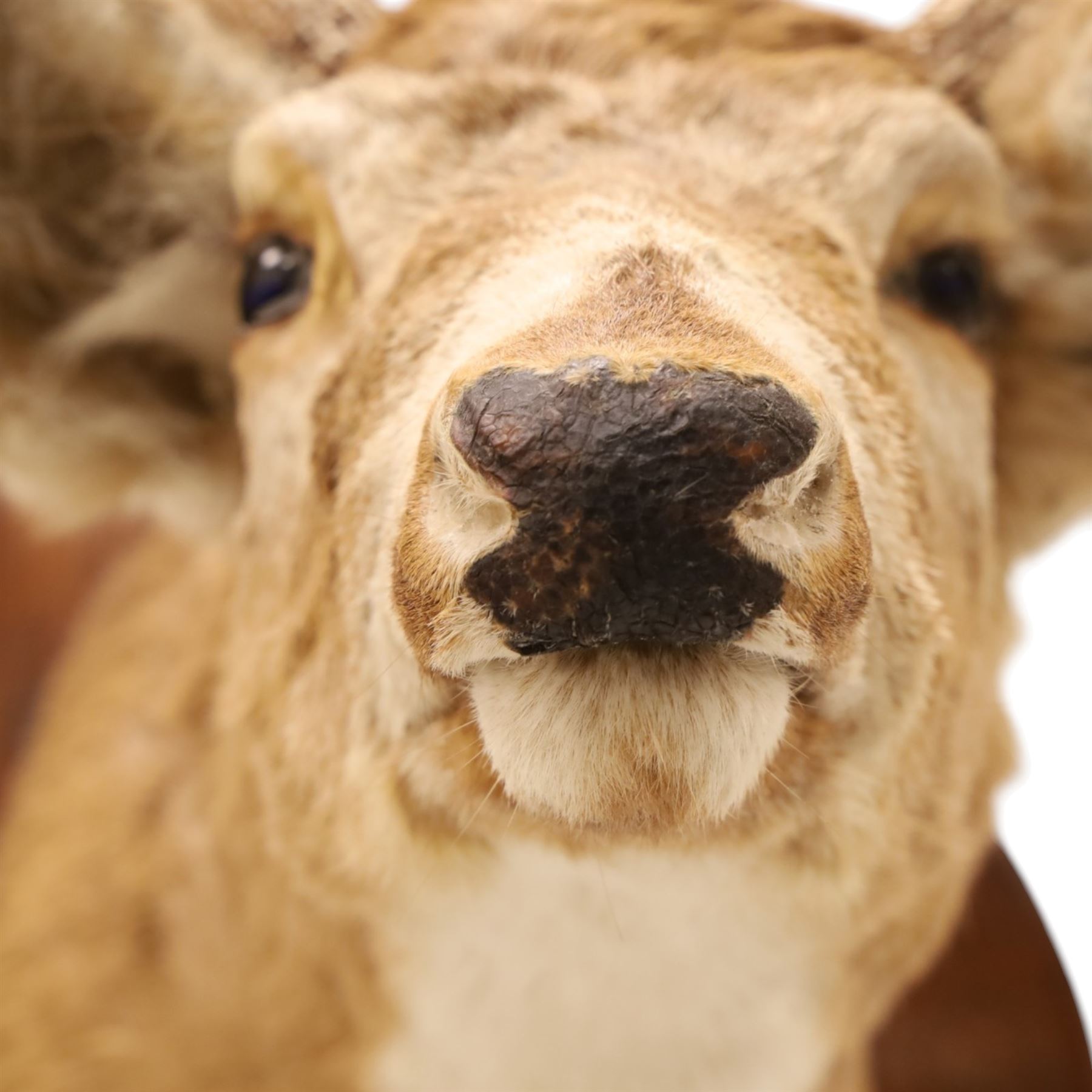 Taxidermy - White-tailed Deer (Odocoileus virginianus), adult male stag shoulder mount looking outward, eight-point antlers mounted on wooden shield, projection from wall 63cm 