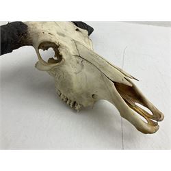 Skulls/Horns: Asian Wild Water Buffalo (Bubalus arnee), set of young adult horns on upper skull W96cm