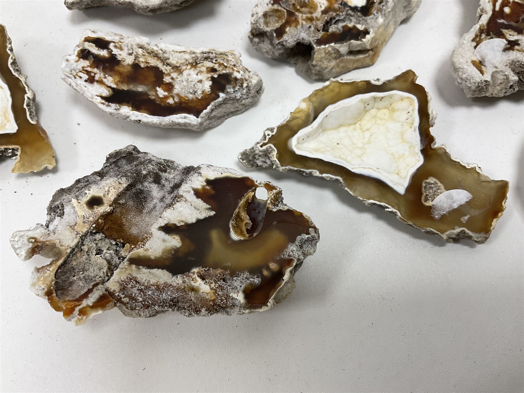 Large collection of Agatized Coral, largest H11cm (12)