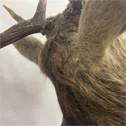 Taxidermy: Red Deer (Cervus elaphus), adult male imperial stag shoulder mount looking straight ahead, eleven point antlers, mounted upon a shaped wooden shield, D65cm