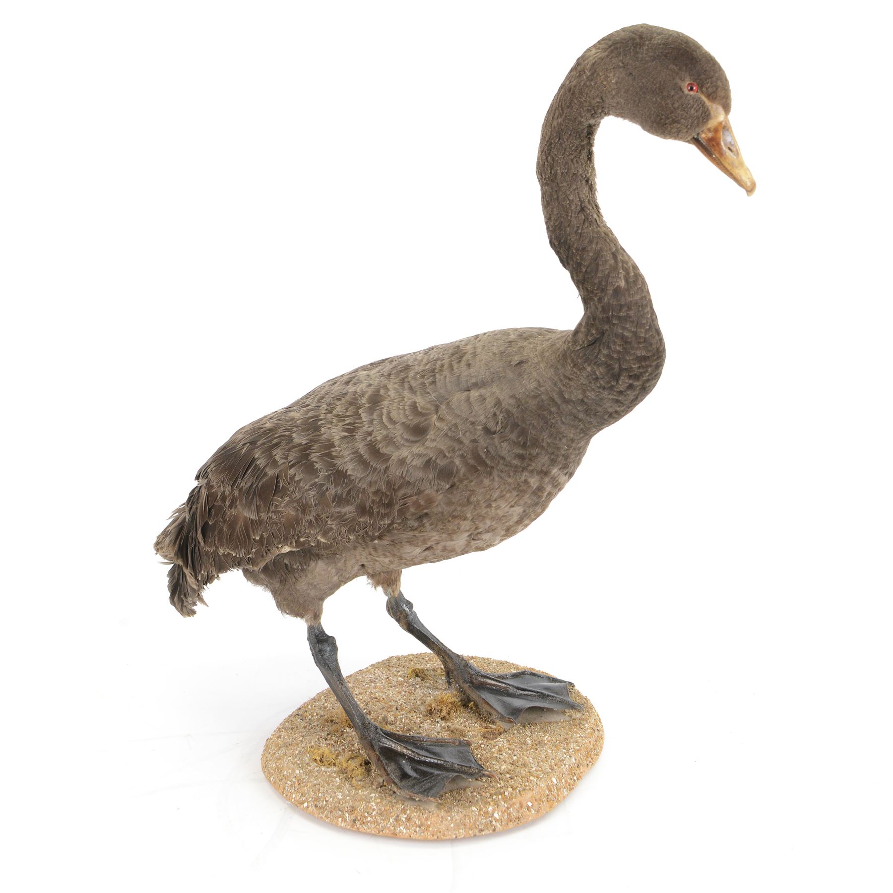 Taxidermy: Black Swan (Cygnus atratus), full mount adult looking straight ahead, stood upon an oval pebble covered base, H68cm