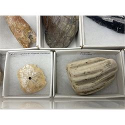  Collection of eighteen various fossils, including Spinosaurus tooth, trilobite,  Coral Tobago, Heliophora sand dollar etc  
