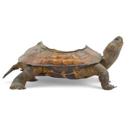 Taxidermy; Victorian novelty terrapin (Malaclemys terrapin) ashtray, together with another taxidermy terrapin, ashtray H8cm