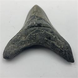 Megalodon (Otodus Megalodon) tooth fossil, age; Miocene period, H9cm, W7cm