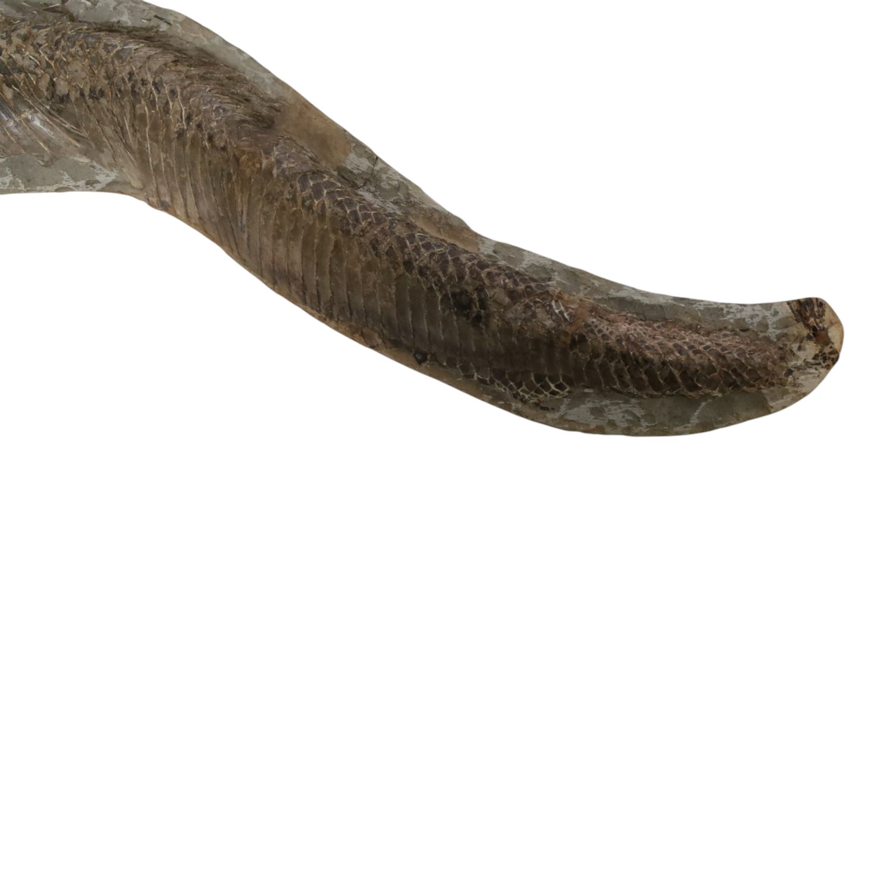 Fossilised fish specimen, Aspidorhynchus Compotoni (Garfish), age; Cretaceous Period, location; Santana Formation, Brazil, L54cm