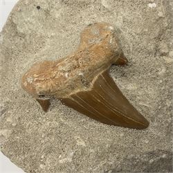 Dragonfly larvae (Libellula doris), together with four Mosasaur teeth, four trilobites (Crotalocephalina gibba) and one other tooth