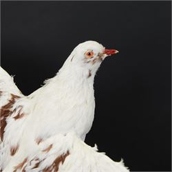 Taxidermy: Frillback Pigeon (Columba livia), full adult mount with wings outstretched, upon a dry tree stump, mounted upon moss covered base, sticker beneath Gilers Sim Collection ... 2017, H52cm