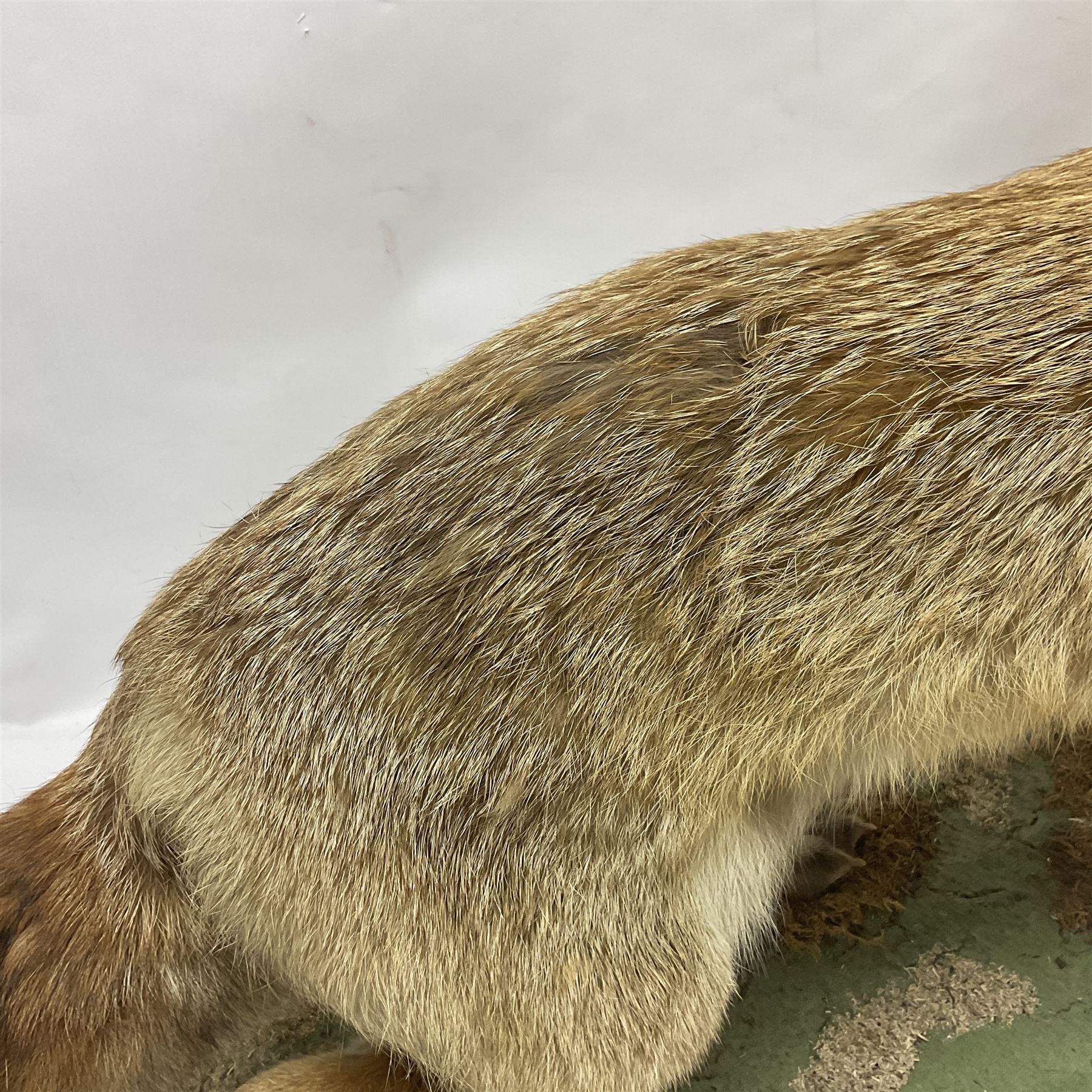 Taxidermy: European Red Fox (Vulpes vulpes), full mount adult on open display with standing alert with ears forward front paw raised, upon a naturalist base, H62cm, L78cm