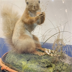 Taxidermy: A Victorian cased Red Squirrel (Sciurus vulgaris), full mount holding a hazelnut, upon naturalistic ground with grass, under glass dome, H31cm