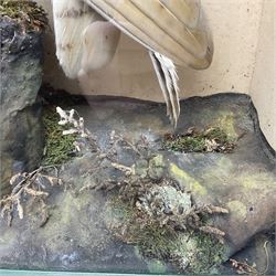 Taxidermy: Victorian cased Barn Owl (Tyto alba), full adult mount perched upon a tree stump amidst a natural setting, encased with an green single- glass display case, H46cm, L39cm, D17cm 