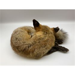 Taxidermy: Fireside red fox (Vulpes vulpes), a full mount adult fox in recumbent position, L44cm. 