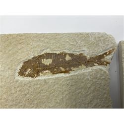 Four fossilised fish (Knightia alta) each in an individual matrix, age; Eocene period, location; Green River Formation, Wyoming, USA, largest matrix H7cm, L9cm