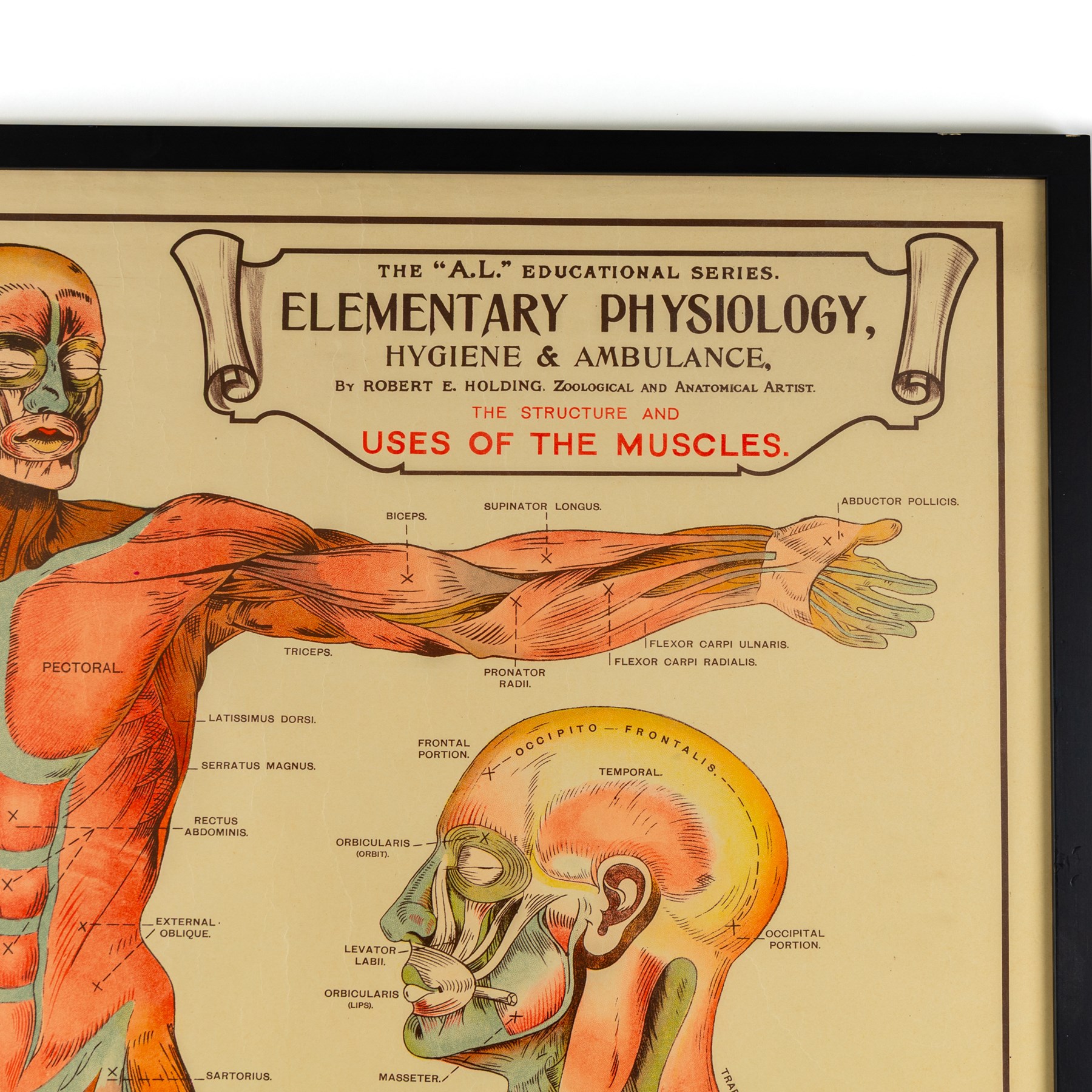 Complete set of eight 'AL Educational Series Elementary Physiology Hygiene and Ambulance' medical posters by Robert R Holding (Zoological and Anatomical artist), published by E J Arnold & Son Ltd of Leeds, Glasgow and Belfast, all framed