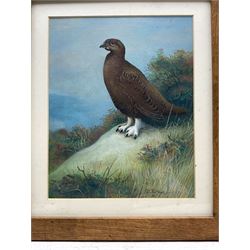 Gordon C Turton (British 1947-): Partridge and Eagle, two watercolours signed, dated '10 and '11, respectively, 25cm x 20cm (2)