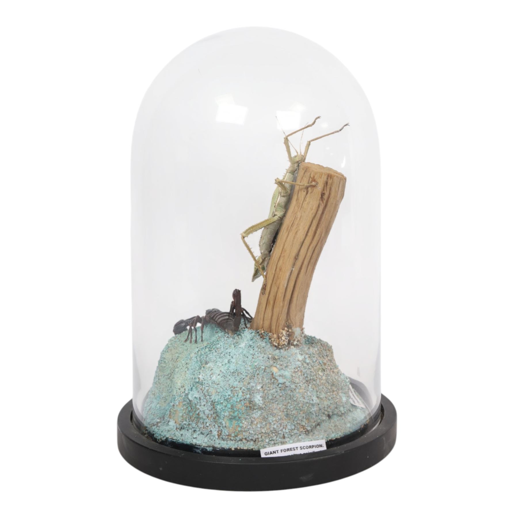 Entomology: Giant Forest scorpion (Heterometrus spinifer) and Prickly Stick insect (Extatosoma tiaratum), upon a gravel base, within a modern circular glass dome, H41cm