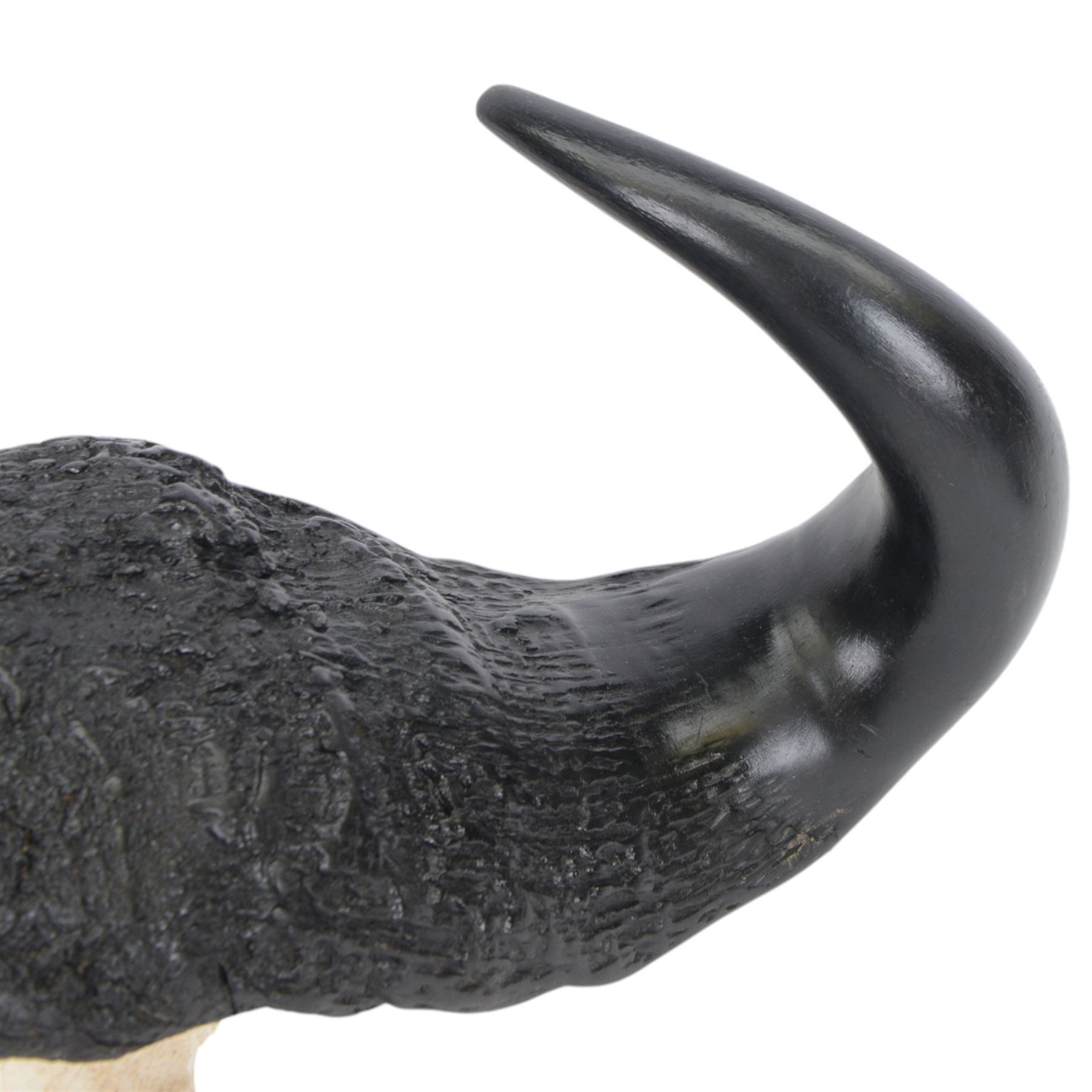 Antlers/ Horns: Cape Buffalo (Syncerus caffer caffer) 20th century, set of large adult bull horns on cut upper skull, H28cm, L80cm