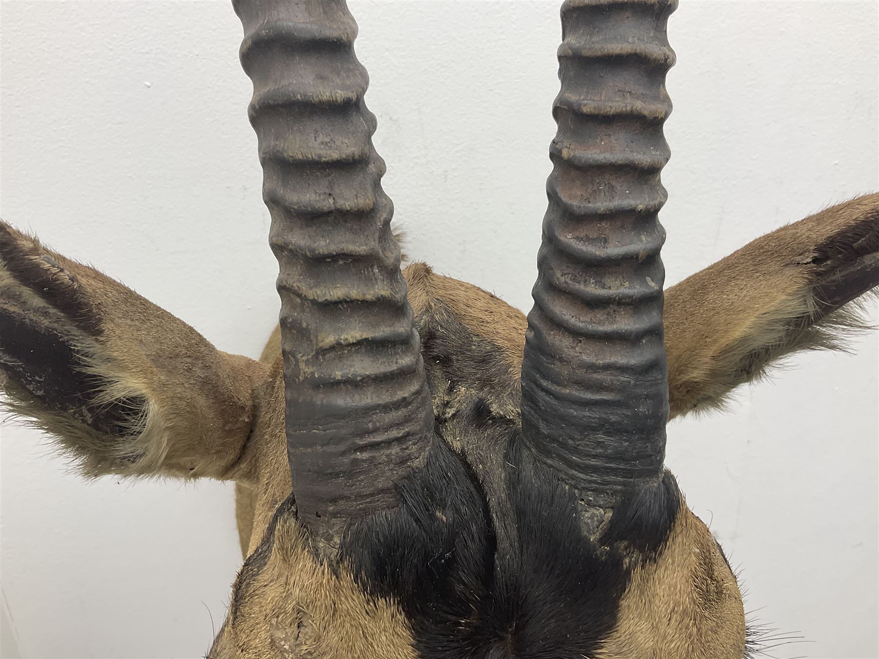 Taxidermy: Fringed-eared oryx (Oryx beisa callotis), circa 1960, by Rowland Ward Ltd,  adult male shoulder mount looking straight ahead, D62cm