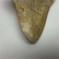 Large Megalodon (Otodus Megalodon) tooth fossil, with fine serrations, age; Miocene period, H11cm, W9cm

Notes; Believed to have grown as large as 18 metres, the Megalodon was the largest shark and one of the most dominant marine predators ever to have existed. It roamed the ancient seas for around 20 million years until their extinction around 3.6 million years ago.  Megalodon teeth vary in colour and ton. influenced and coloured over the millennia by the conditions in which they are preserved