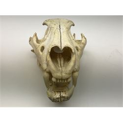 Taxidermy: Lion (Panthera leo), skull L34cm. 