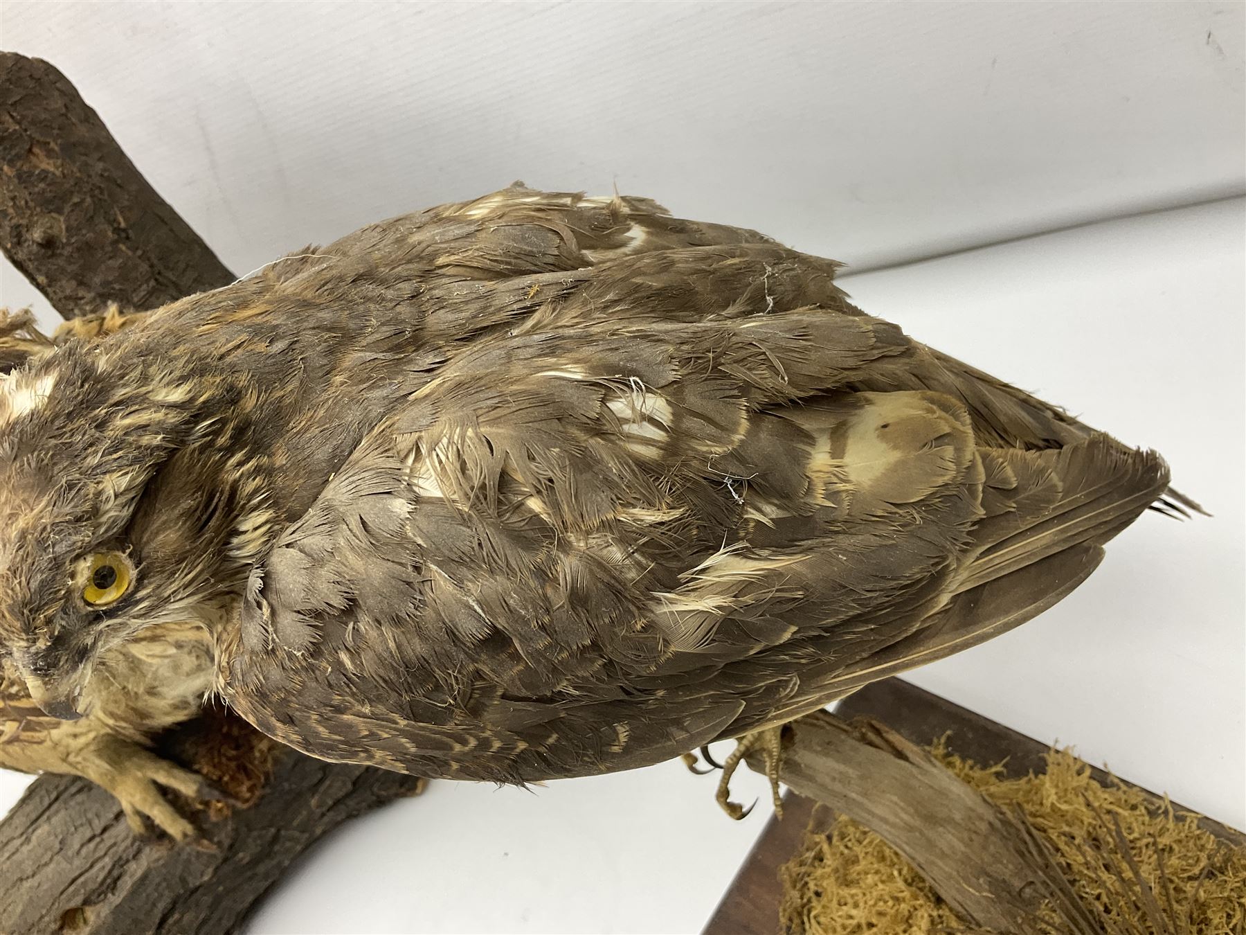 Taxidermy: Long-eared Owl (Asio otus), full adult mount upon a cut tree branch, together with European Sparrowhawk (Accipiter nisus), full adult mount, upon a branch in a naturalistic setting, owl H36cm 