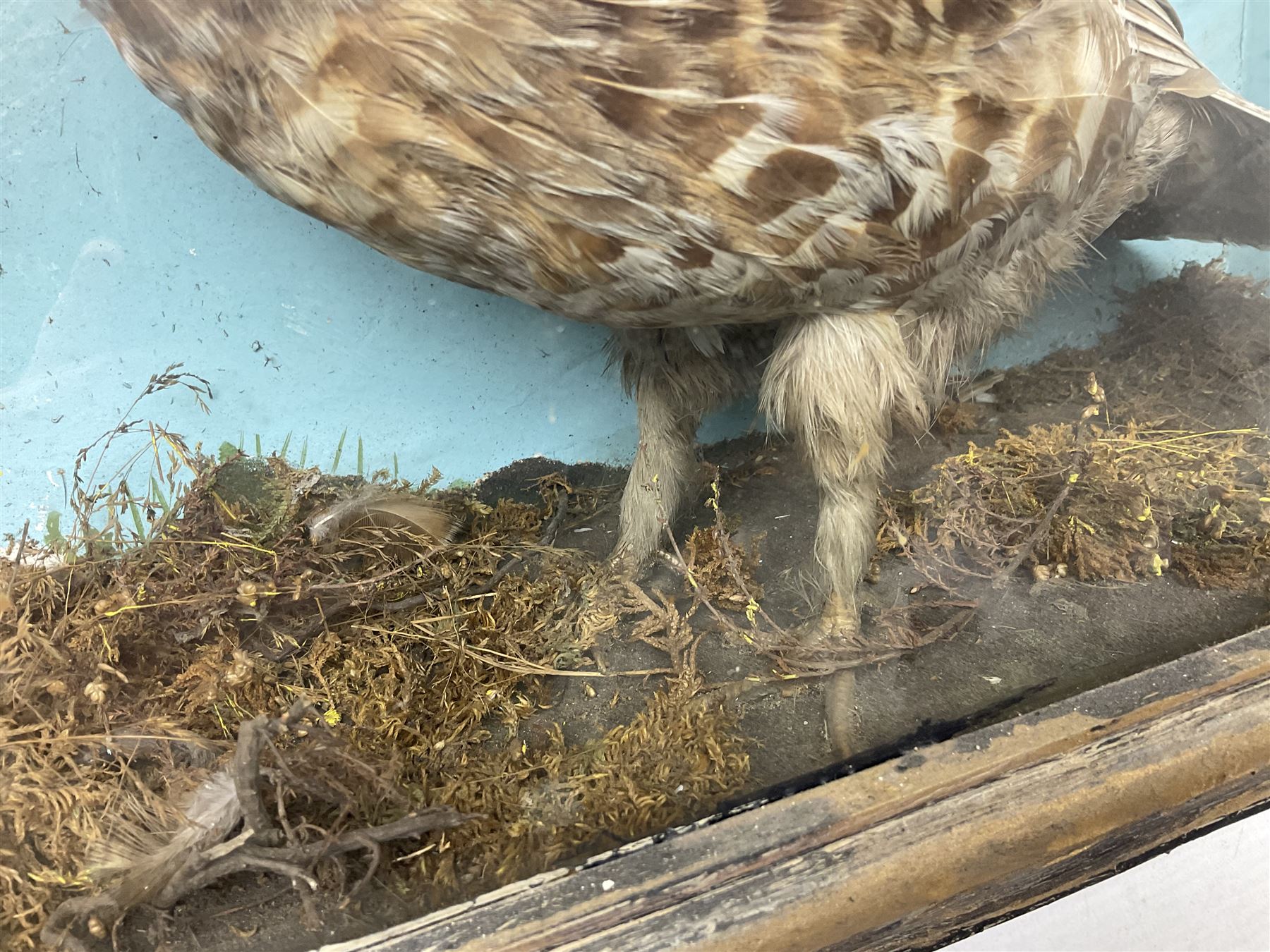 Taxidermy; Cased pair of Ruffed Grouse (Bonasa umbellus), male and female adult mounts, in a naturalistic setting, encased within a single pane display case, H39cm, L68cm