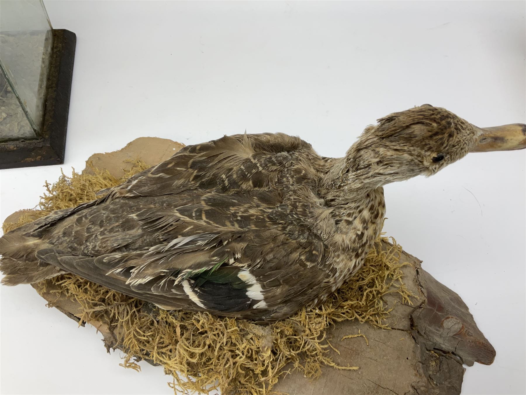 Taxidermy: Female green-winged teal duck (Anas carolinensis), on open display upon tree mount detailed with moss H15.5cm, together with gray partridge (Perdix perdix), on open display upon tree mount detailed with moss, H16cm and a cased young guillemot, standing on a naturalistic base, encased within a five pane display case, H27cm. 