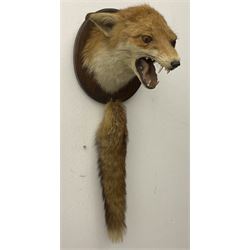 Taxidermy: Red fox mask (Vulpes vulpes), with mouth agape bearing teeth, mounted upon oval wooden shield, with brush, shield H26.5cm