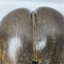 Coco De Mer (Lodoicea Maldivica), L29cm, H15cm 