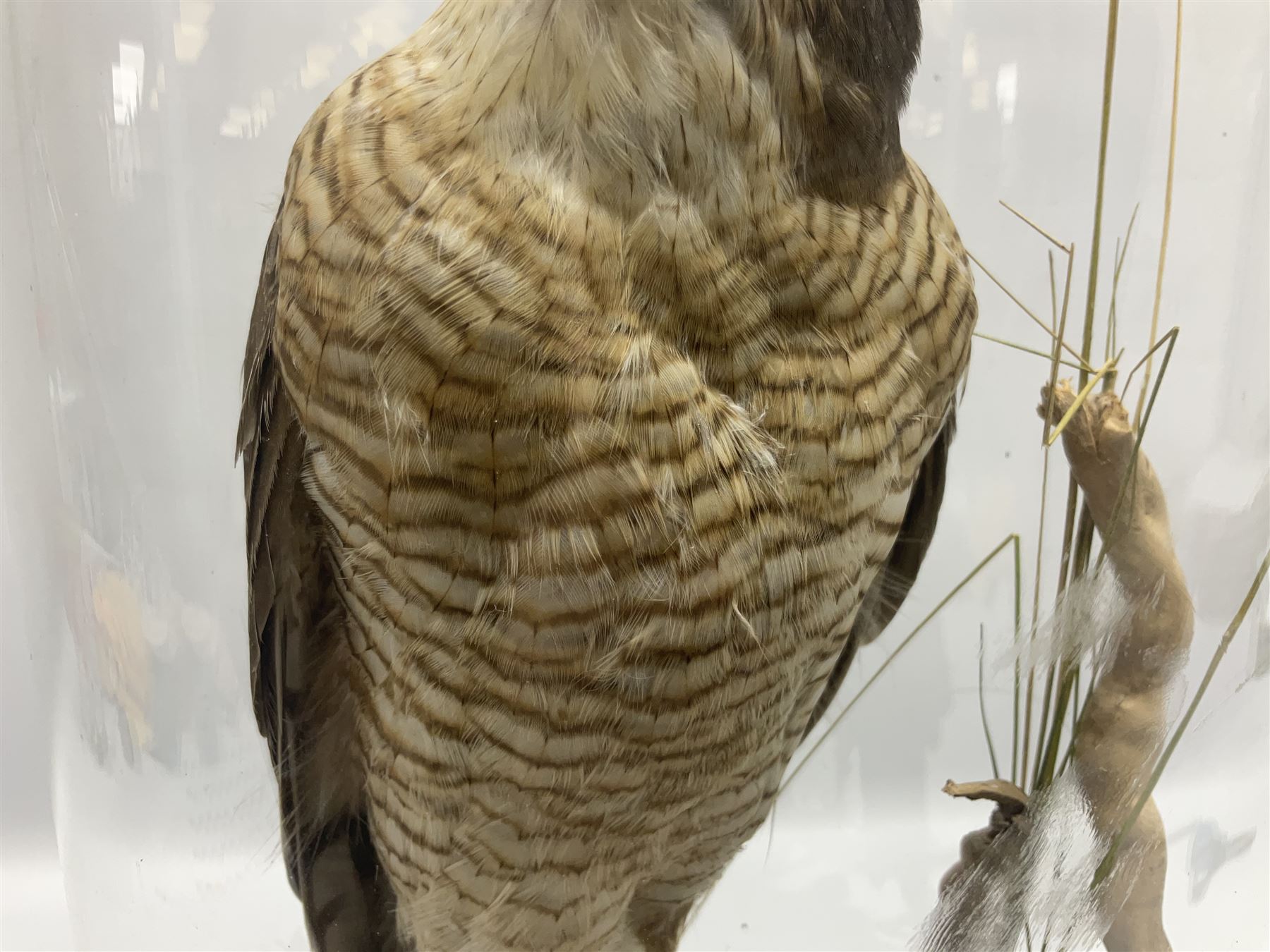 Taxidermy; Victorian European Sparrowhawk (Accipiter nisus), a full mount adult with pray,  perched upon a tree stump amidst a naturalistic setting, encased within a glass dome with an ebonised base, H55cm