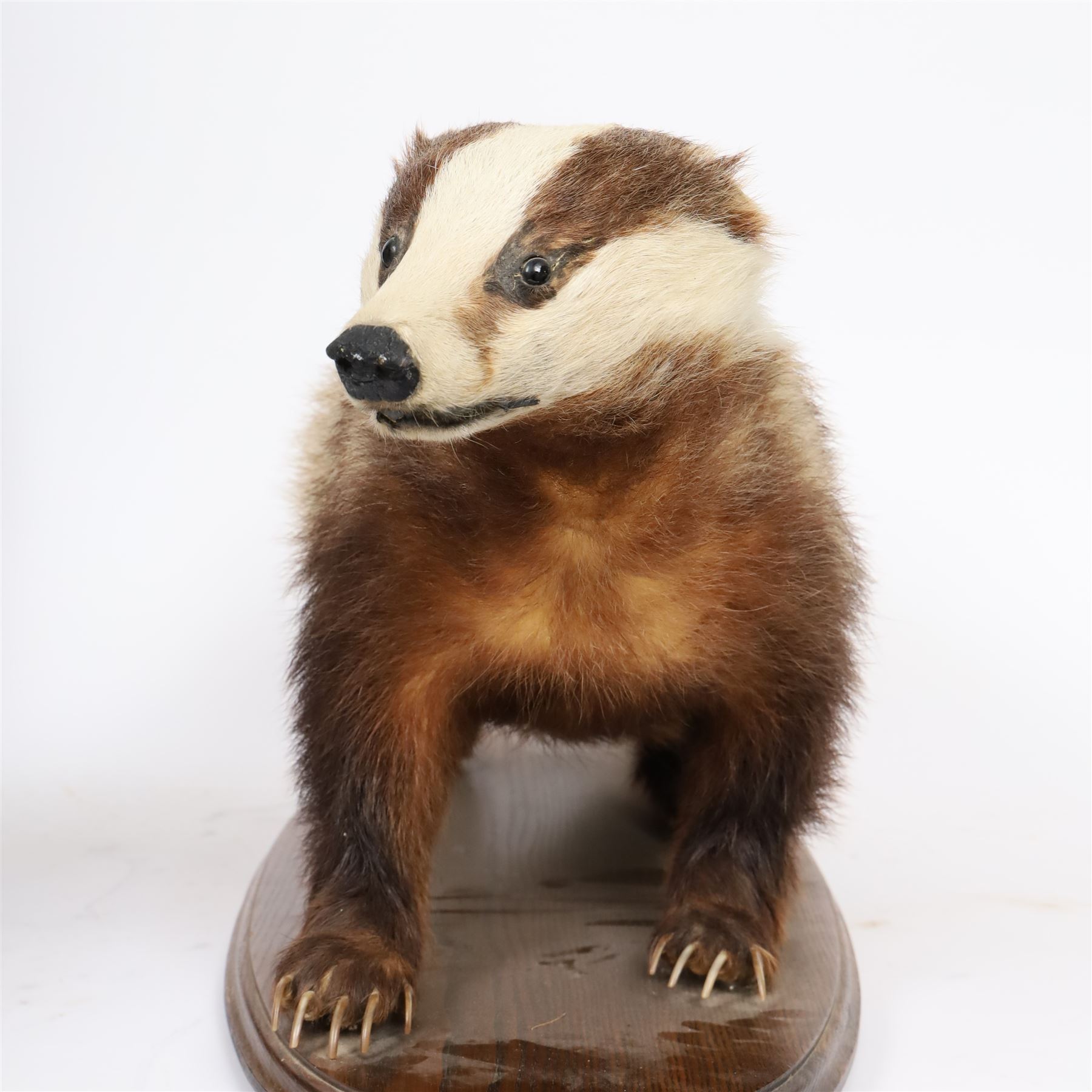 Taxidermy; European Badger (Meles meles), full adult mount on open display, upon a wooden oval base, H40cm